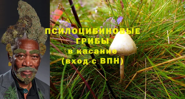 прущие грибы Горно-Алтайск