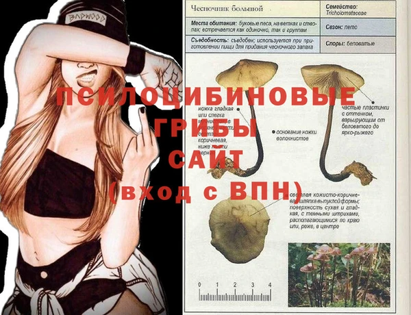 прущие грибы Горно-Алтайск