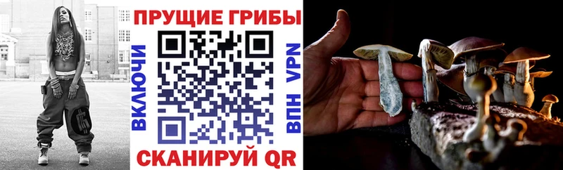 Купить Зея Псилоцибиновые грибы MAGIC MUSHROOMS